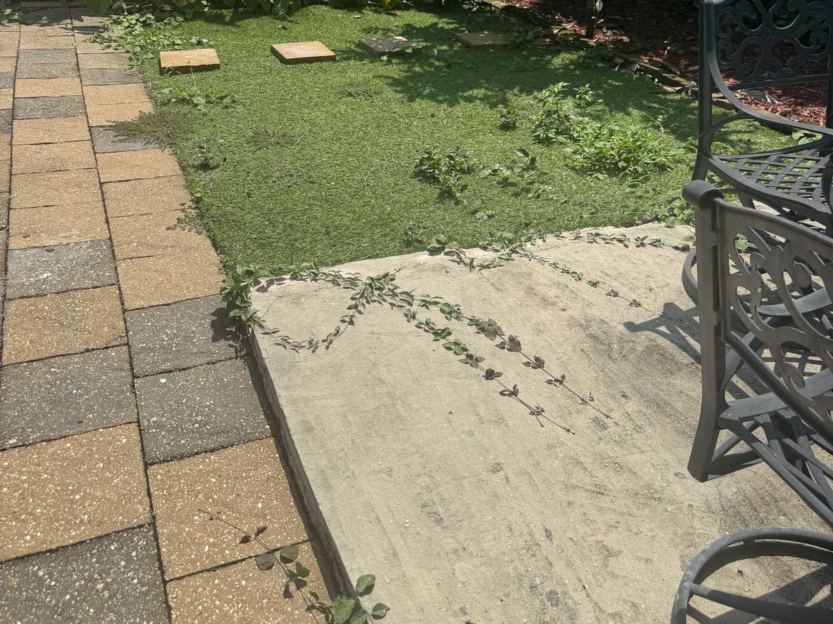 Before: a courtyard with a weedy lawn and vines across the slab