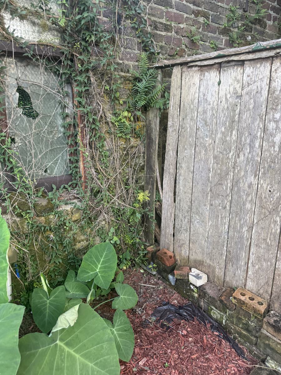 Before: a rotten board fence and an ivy-covered brick wall behind elephant ears