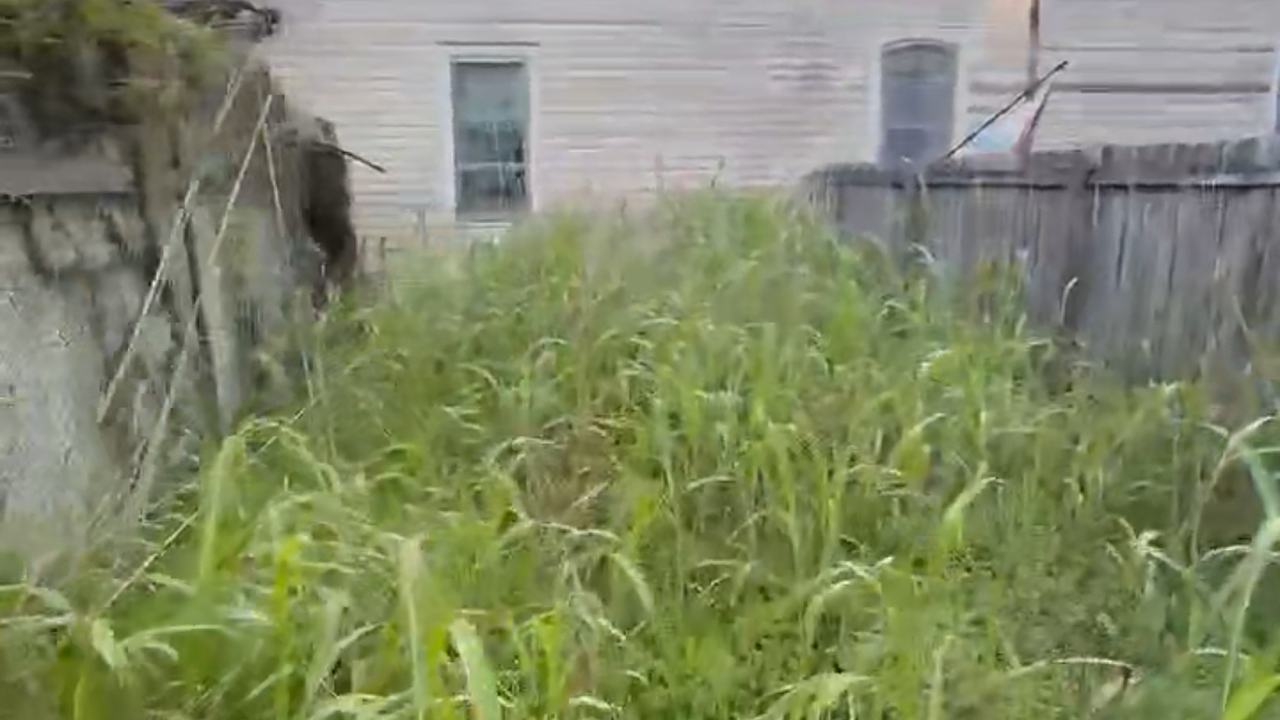 Before: waist-high weeds in a shotgun-house side yard