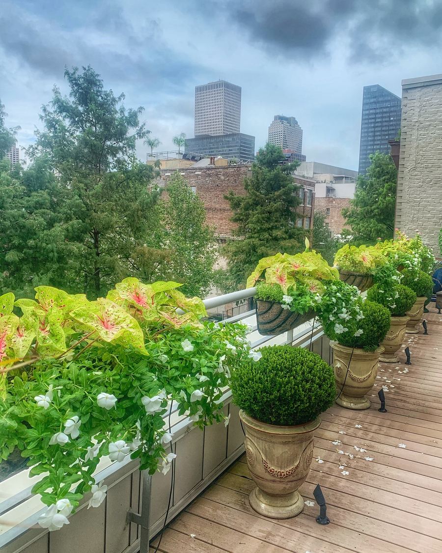 A rooftop container garden of caladium, white vinca and boxwood in stone urns, with the New Orleans skyline behind