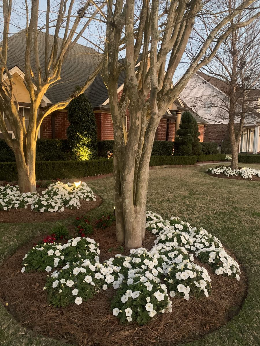 Multi-trunk crape myrtles ringed with white impatiens, lit at dusk