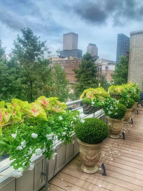 Rooftop container garden with caladium, white vinca and boxwood urns, the city skyline behind