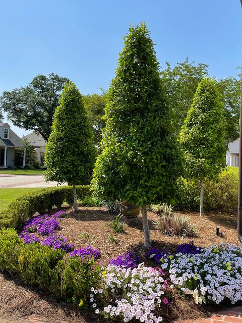 Three cone-shaped holly topiaries over purple and white petunias, edged in boxwood