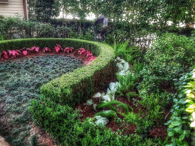 A curving clipped boxwood hedge around a mondo grass bed, pink caladium at the edge
