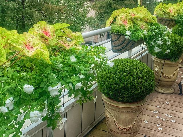 Deck rail planters of caladium and vinca, boxwood balls in stone urns, low path lights