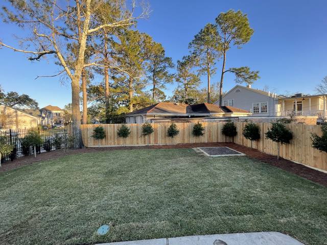 New sod along a cedar privacy fence lined with evenly spaced holly standards