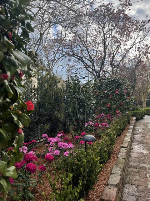 Camellias and azaleas along an old brick sidewalk, with a path light