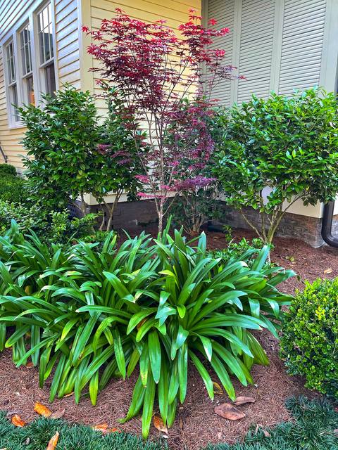 A foundation bed by a yellow clapboard house: Japanese maple, agapanthus and fresh mulch