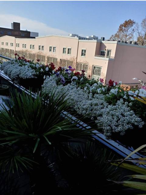 Balcony rail planters of white alyssum and red geranium