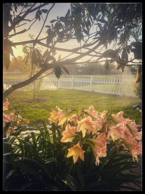 Amaryllis at golden hour under a magnolia, a white picket fence behind