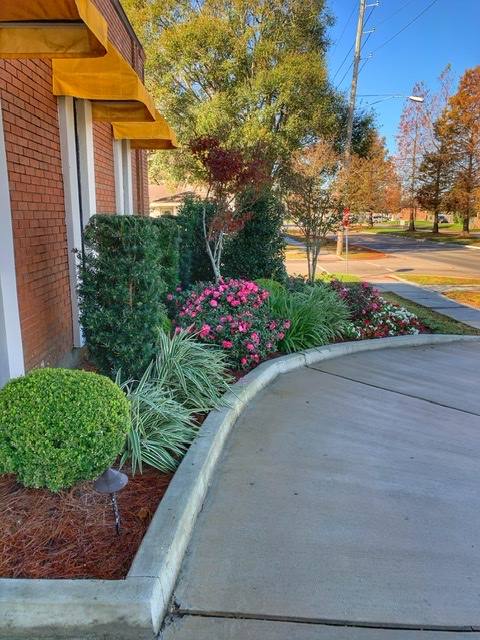A curving bed along a walk: boxwood globe, azaleas and variegated liriope